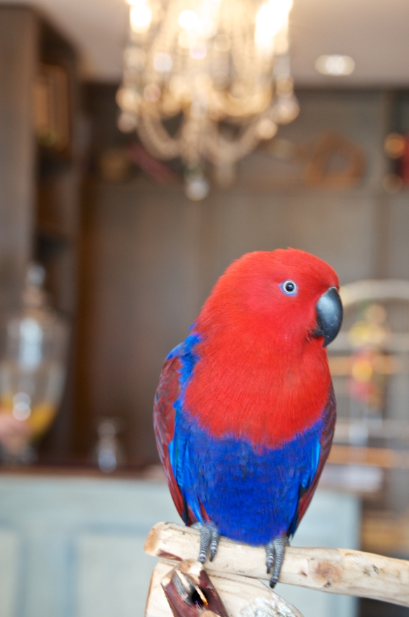 Miss Scarlett Nola.  Eclectus Parrot at the Hotel Modern New Orleans