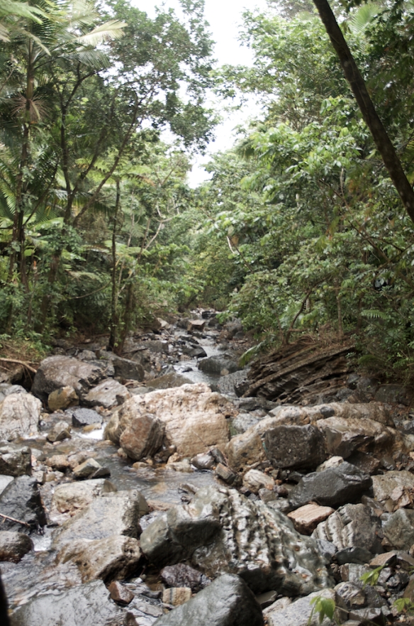 Puerto Rico 2014 - El Yunke Rainforest